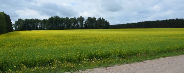 Valstybinės žemės nuomos mokestį reikia sumokėti iki lapkričio 15 d. 