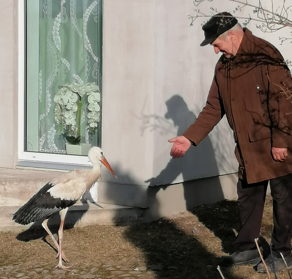Dojlidzki bocian już w gnieździe – wiosna przyszła!
