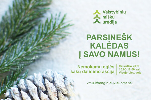 Nemokamų eglišakių dalinimo akcija