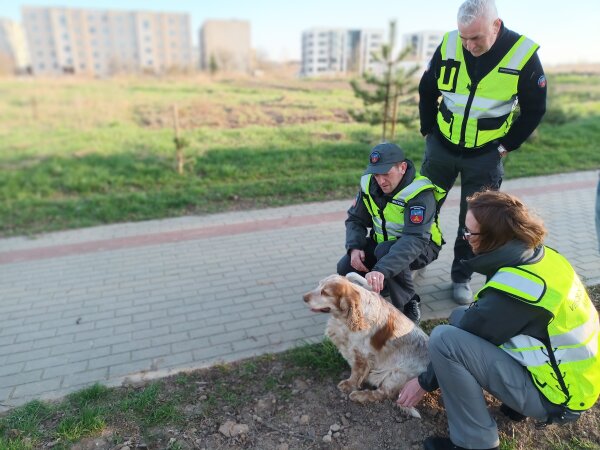 Kaip ženklinimas padeda augintiniui sugrįžti namo