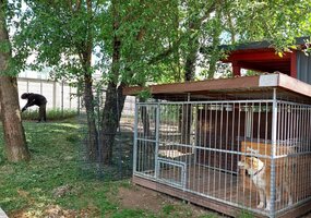 Tiesiame pagalbos ranką gyvūnų prieglaudai