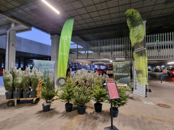 Valstybinių miškų urėdija kviečia įsigyti kalėdinių medelių