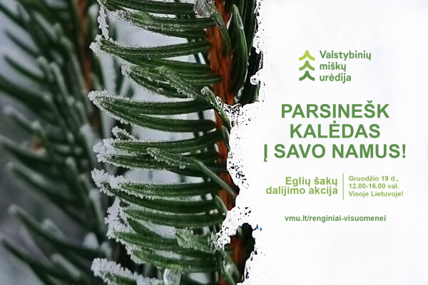 Miškininkų akcija: „Parsinešk Kalėdas į savo namus“
