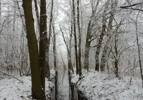 Nuotraukų konkursui „Medžio sapnas“ pasibaigus