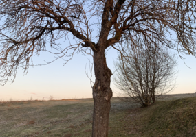 Nuotraukų konkursui „Medžio sapnas“ pasibaigus