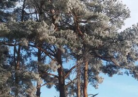 Nuotraukų konkursui „Medžio sapnas“ pasibaigus