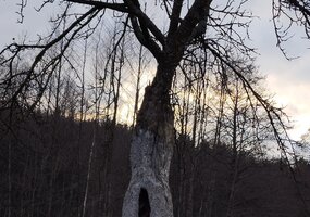 Nuotraukų konkursui „Medžio sapnas“ pasibaigus