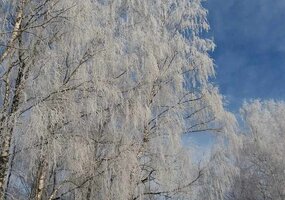 Nuotraukų konkursui „Medžio sapnas“ pasibaigus
