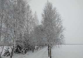 Nuotraukų konkursui „Medžio sapnas“ pasibaigus