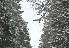 Nuotraukų konkursui „Medžio sapnas“ pasibaigus