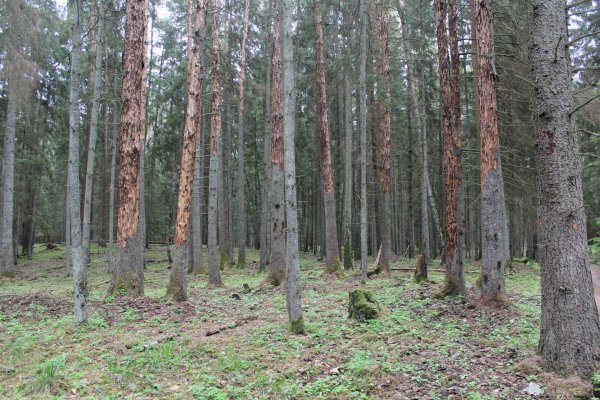 Šalčininkų rajono savivaldybėje skelbiama stichinė nelaimė dėl žievėgraužio tipografo 