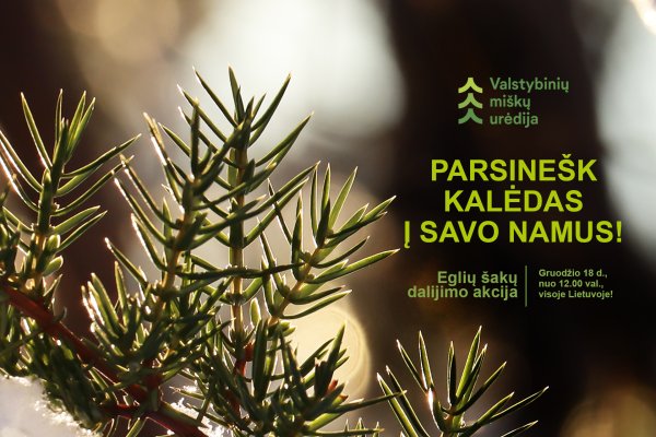 Miškininkų akcija „Parsinešk Kalėdas į savo namus!“
