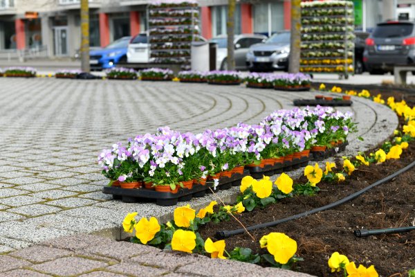 Pavasarėja. Šalčininkai puošiasi žiedais!