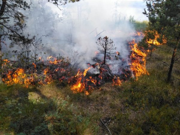 Miškininkai imasi veiksmų pavasariniams gaisrams užkardyti