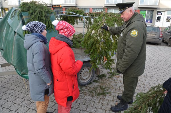 Miškininkai ir vėl dalins eglių ir pušų šakas