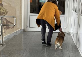 Pavyzdys, kodėl reikia ženklinti augintinius