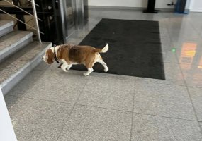 Pavyzdys, kodėl reikia ženklinti augintinius